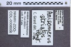 Etikette zu Anisomerus striatus (NHMW-ZOO-COL-0008506)